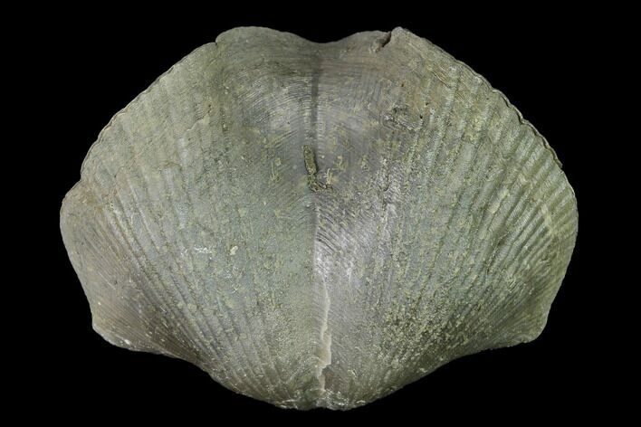 Large, Pyrite Replaced Brachiopod (Paraspirifer) Fossil - Ohio #142145